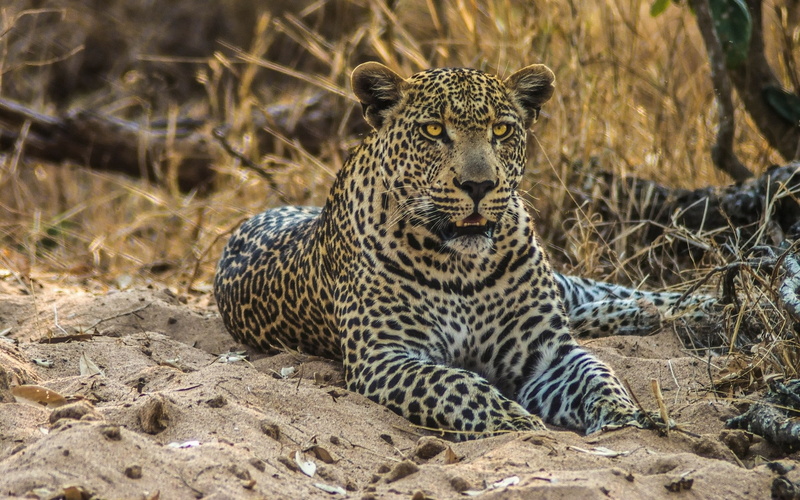 leopard (animal), nature, wildlife, animals, 1080P