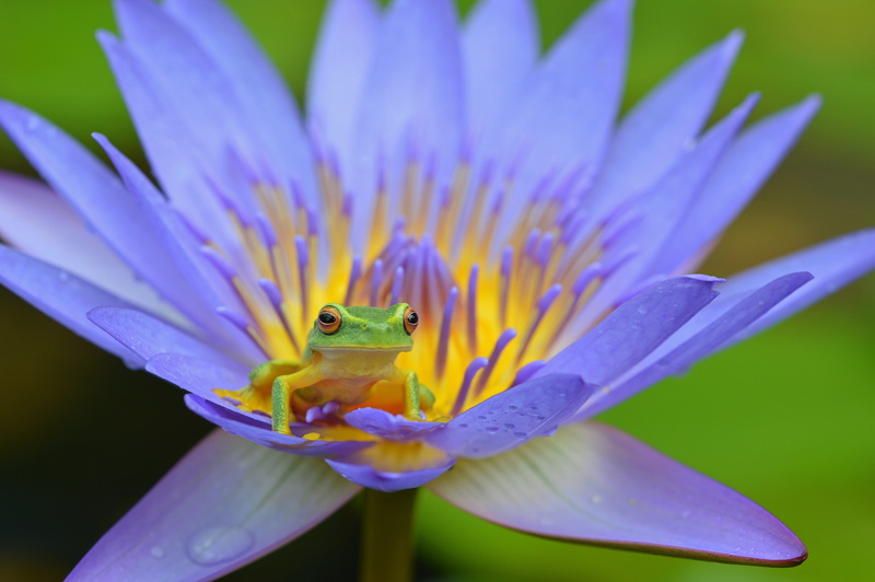 frog, leaf, backgrounds, pollen, animal, vulnerability, lotus water lily, macro, fragility, petal, lotus, green, cute, freshness, outdoors, 5K, animals In The Wild
