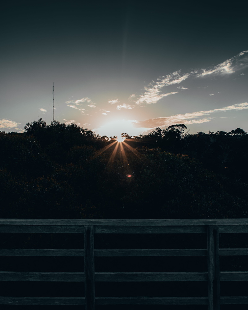 plant, sun, amazon, outdoors, sunlight, cloud - sky, tranquil scene, scenics - nature, forest, 5K, sunset, silhouette, non-urban scene, land, amazonas