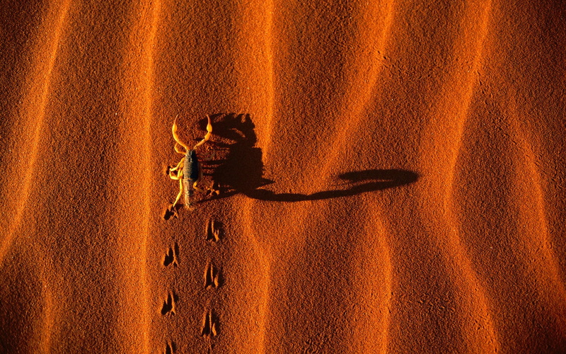 scorpions, animals in the wild, 1080P, no people, orange color, shadow, day, one animal, sunlight, nature, desert, animal wildlife, vertebrate, arid climate