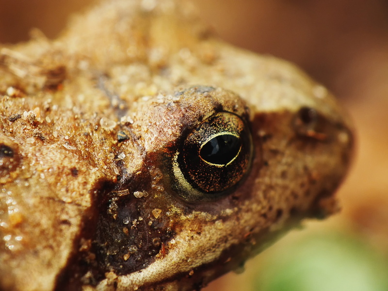 looking, marine, eyeball, animal head, nature, eyes, animal body part, animal, amphibian, animal wildlife, animal eye, lizard, one animal, body part, 2K
