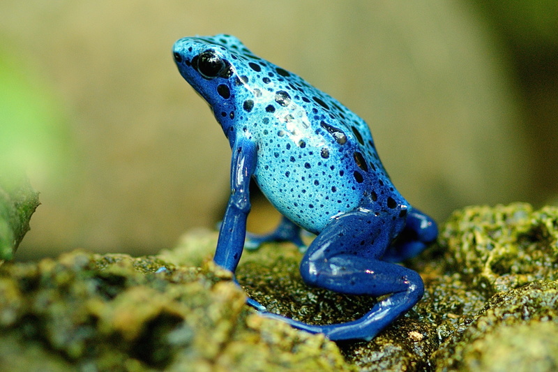 day, selective, tropical, frog, vertebrate, photography, marine, terrarium, solid, tiny, amphibian, animal wildlife, animals in the wild, zoo, blue, creature