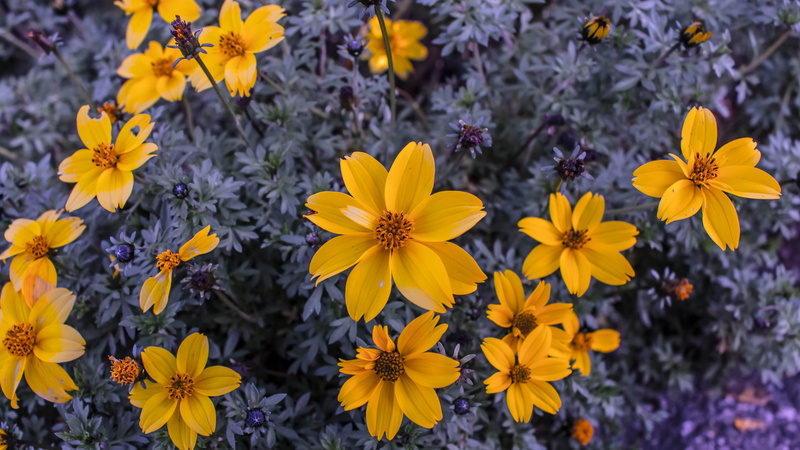 high angle view, day, flowers, vulnerability, yellow, plant, plants, close-up, flower, inflorescence, nature, outdoors, growth, no people, 4K, freshness