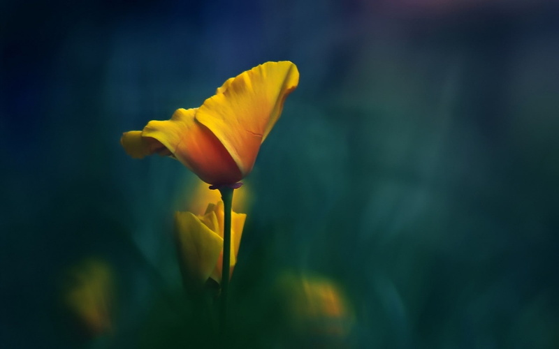 vulnerability, plants, outdoors, nature, yellow flowers, tulip, focus on foreground, petal, yellow, plant stem, flower head, close-up, no people, plant
