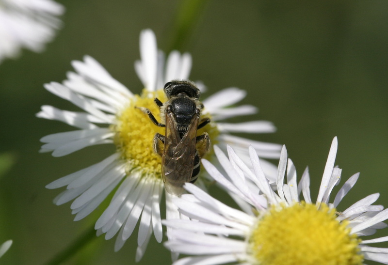 summer, yellow, close-up, white, perched, pollination, springtime, outdoors, pollen, honey, nature, bee, insect, plant, macro, animal, bug, petal, 1080P