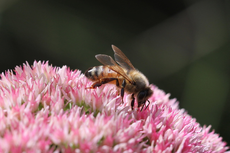 pink, bee, flowers, 1080P, close-up, Apis mellifera, nature, mellifera, apis, perching, honey, white, pollen, purple, Honey Bee, flower, macro, summer