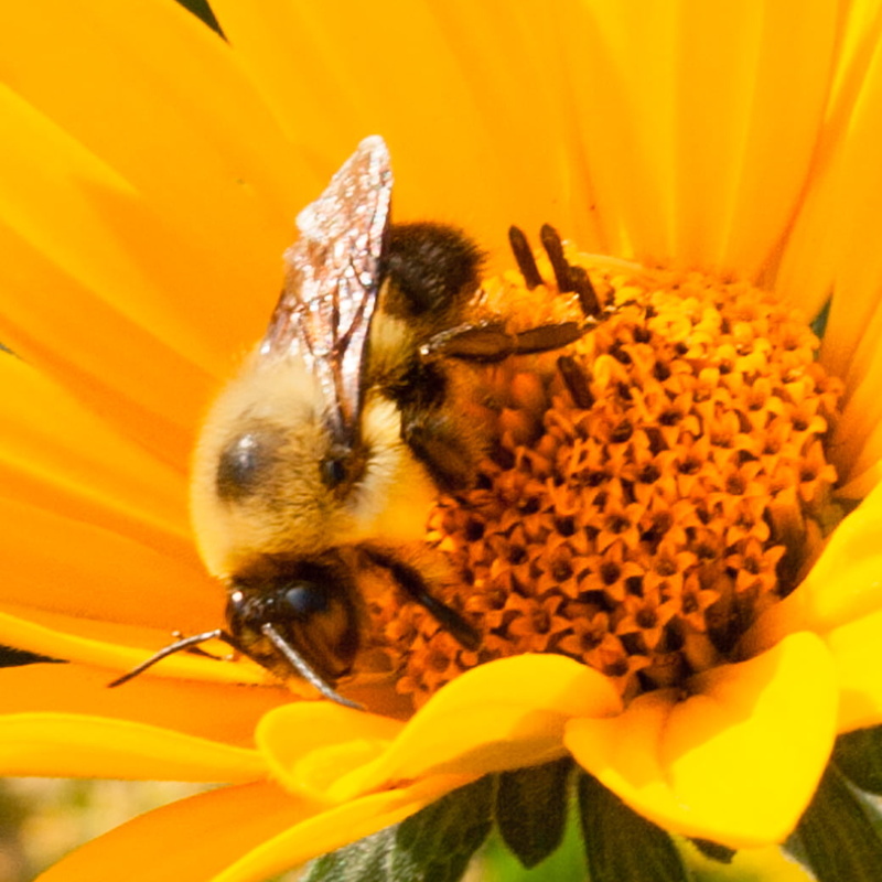 close-up, flower, petaled, summer, nature, Honey Bee, springtime, macro, bee, 480P, pollination, Madia elegans, pollen, MN, Yellow, Common, insect, honey