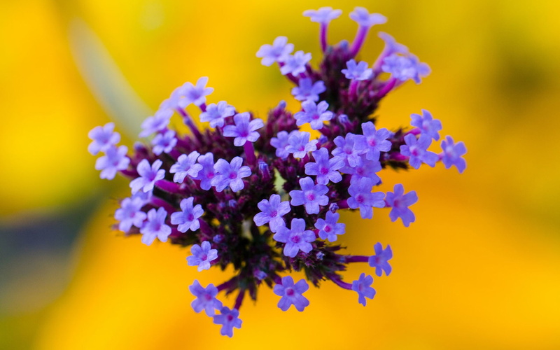 Purple, Flowers, 1080P, Background, Yellow, Inflorescence