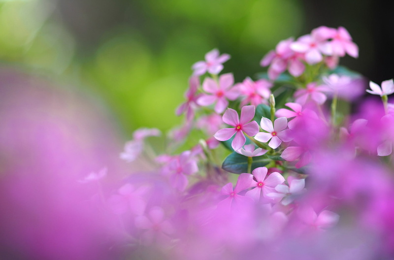 field, inflorescence, petals, meadow, nature, 1080P