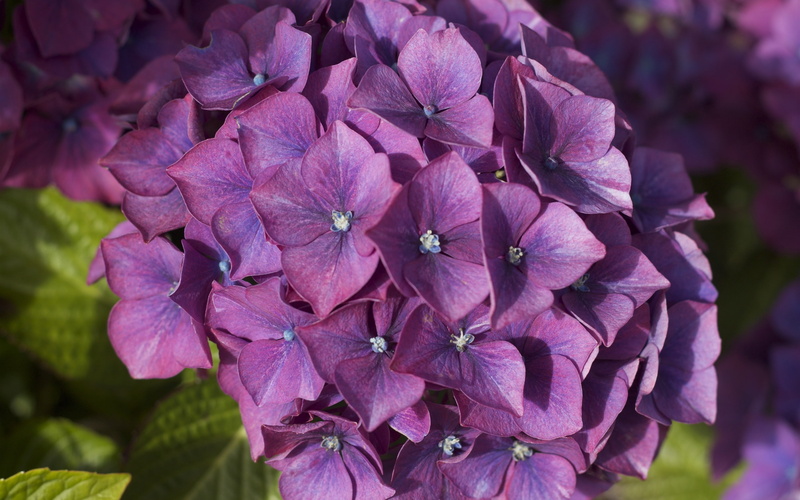 Purple, Flowers, Inflorescence, 2K, Hydrangea