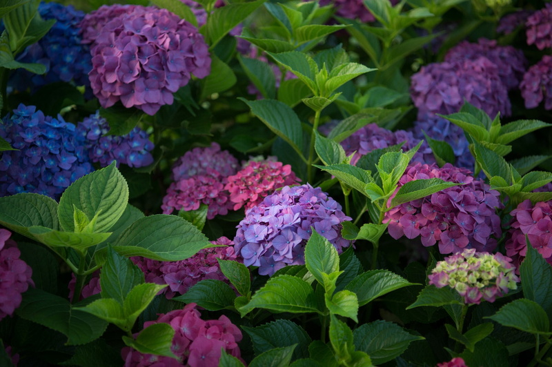 hydrangea, inflorescence, leaves, 1080P