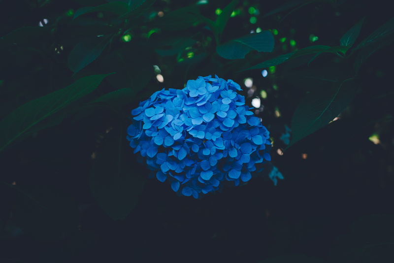 freshness, lilac, flowering plant, petal, decoration, abstract, close-up, no people, backgrounds, 5K, plant part, outdoors, bush, hydrangea, green Color
