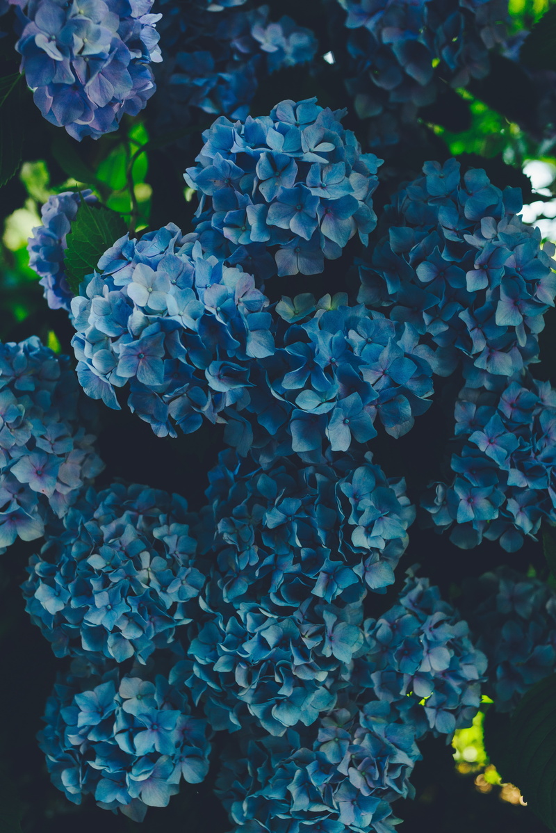 flower, leaf, hydrangea, gardening, nature, green color, 5K, inflorescence, plant, growth, close-up, bunch of flowers, no people, plant part, high angle view