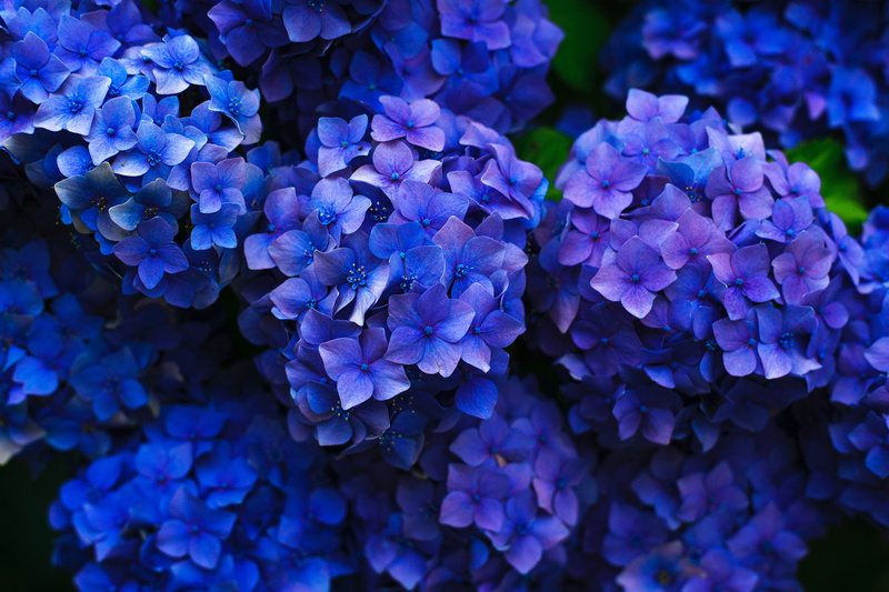 inflorescences, flowerbed, 5K, garden, hydrangea, flowering