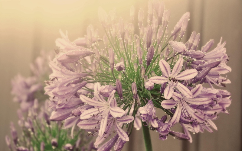 Inflorescence, Flowers, 1080P, Water, Droplets, Purple, Fog