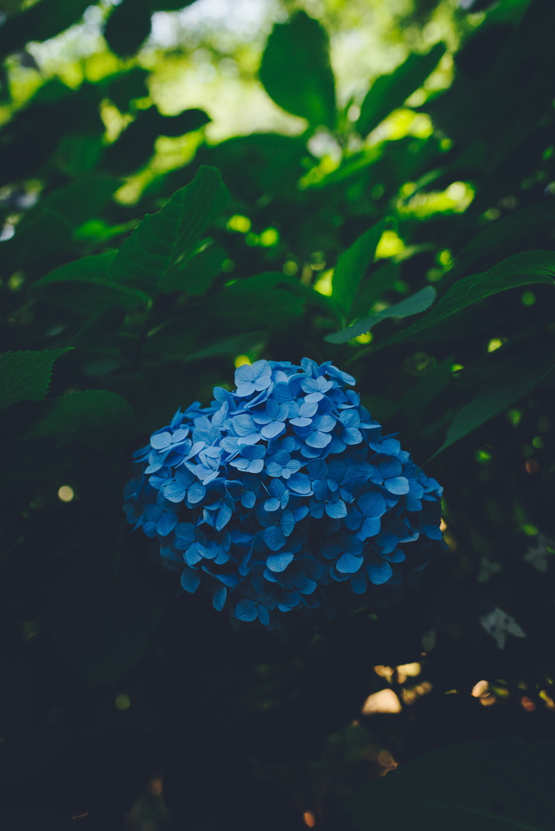 food and drink, plant, leaf, close-up, 5K, flower, blur, beauty in nature, freshness, growth, day, bush, blue, no people, inflorescence, leaves, fruit