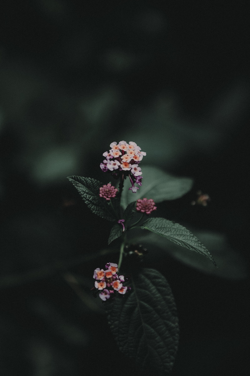 bunch of flowers, outdoors, growth, flower head, focus on foreground, 4K, plant, flowering plant, botany, freshness, nature, food and drink, leaves, bloom