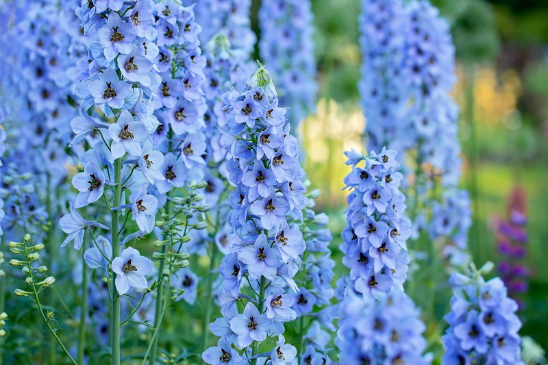 macro, blue, inflorescence, Larkspur, 1080P, Delphinium