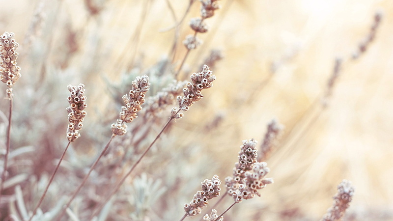 grass, autumn, frost, 1080P, ze, inflorescence
