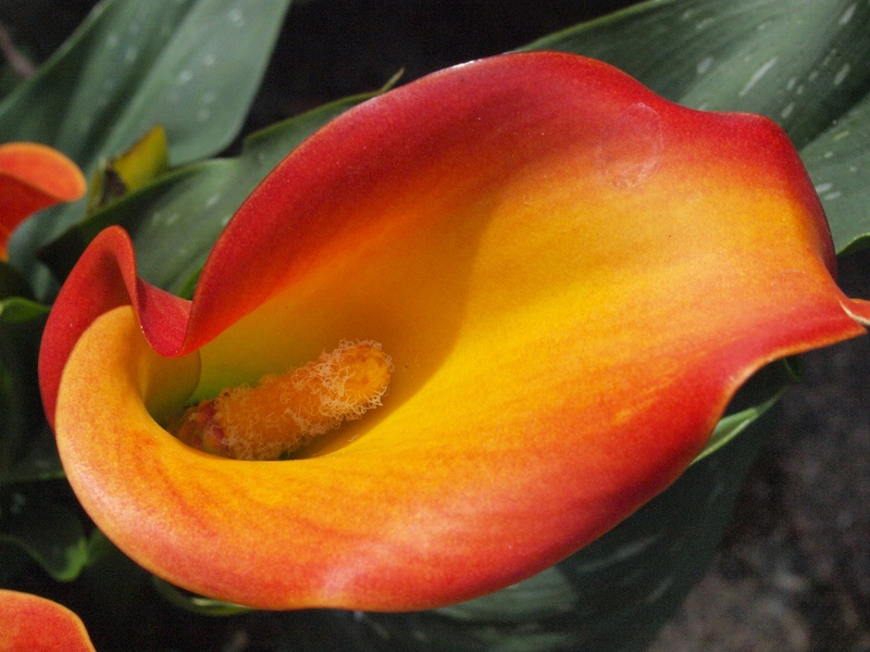 yellow, calla flower, calla lily, plant, fragility, aronstabgewaechs, freshness, beauty in nature, close-up, 2K, focus on foreground, piston, pollen, flowering plant