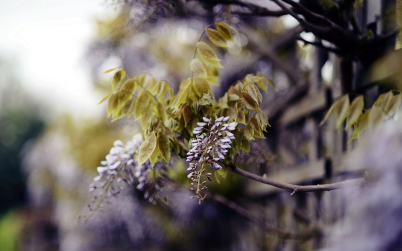 flowering, growth, plant part, pink, twig, flowering plant, lichen, summer, flower, vulnerability, beauty in nature, plant, focus on foreground, freshness