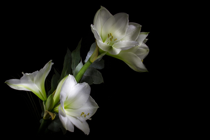 close-up, beauty in nature, indoors, no people, studio shot, amaryllis, vulnerability, copy space, petal, open amaryllis, freshness, petaled, blossom, white