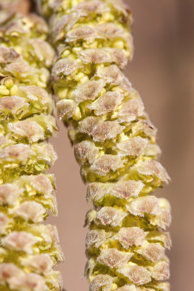 hazel, nature, food, healthy eating, hazelnut, pattern, snack, 4K, focus on foreground, freshness, growth, studio shot, frühlingsanfang, slice, macro