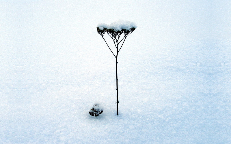 covered, landscape, outdoors, extreme weather, deep snow, freshness, inflorescence, blizzard, snowflake, no People, covering, weather, christmas, white color