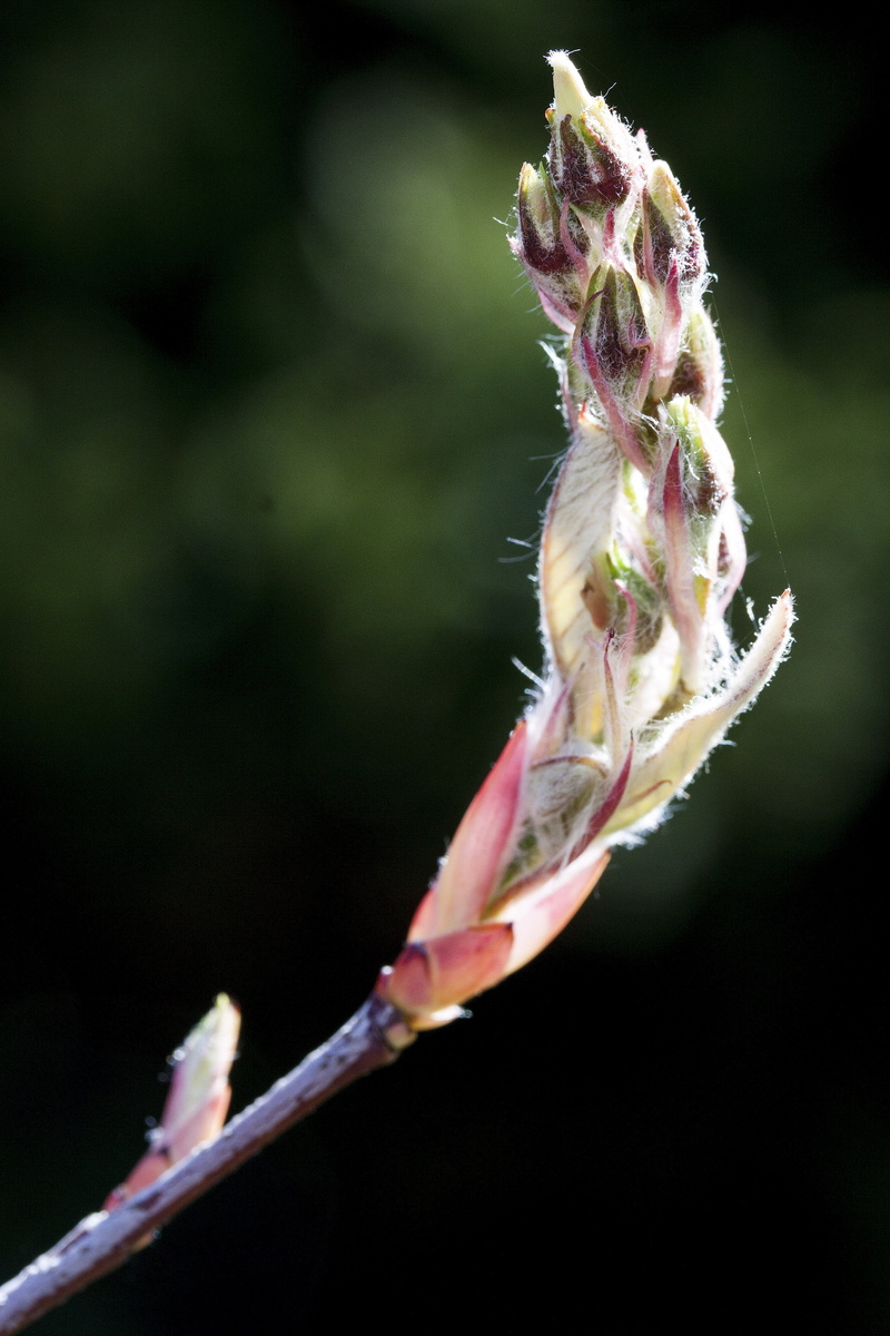 large, sepal, day, plant, flower, flowering plant, petal, spring, amelanchier, vulnerability, 4K, outdoors, flower head, plant stem, blossom, no people
