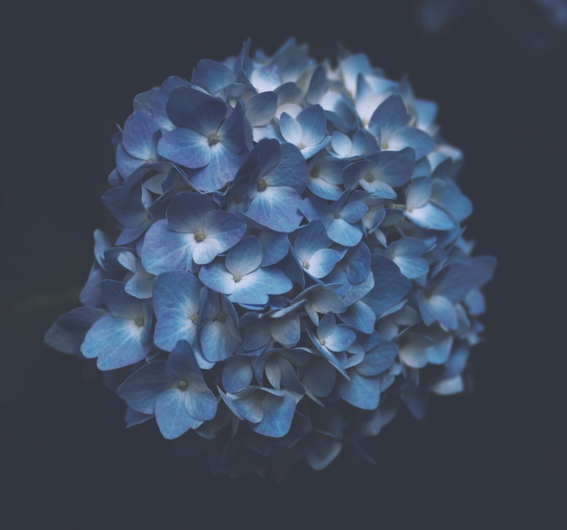 petal, fragility, hydrangea, freshness, inflorescence, flower, softness, indoors, white, purple, studio shot, growth, blue, springtime, nature, plant, flowering plant