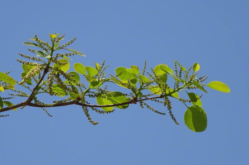 leaf, fruit, deciduous, rajkot, triphala, flora, day, bibhitaka, no people, beleric, terminalia bellirica, bastard myrobalan, sky, medicinal, food, inflorescence