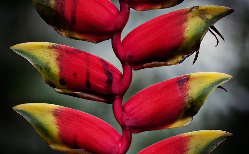 Germany, focus on foreground, Exotic, Plant, heidelberg, Nature, leafed, fragility, Heliconia Pendula, Garden, multi colored, bokeh, close-up, Focus, purple