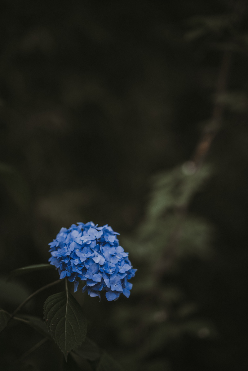 hydrangea, freshness, plant, nature, focus on foreground, blue, flowering plant, outdoors, beauty in nature, bunch of flowers, black background, flowers
