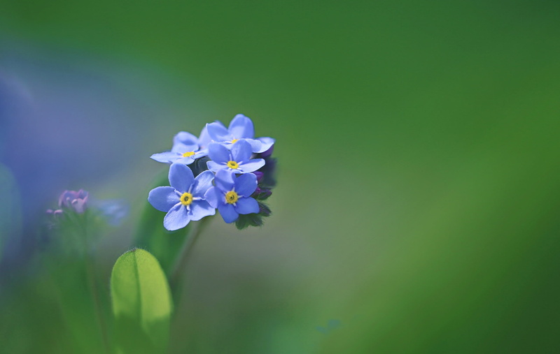 forget-me-not, inflorescence, macro, 1080P, petals