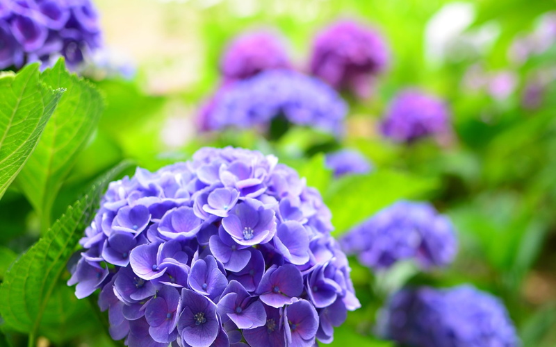 Spring, Hydrangea, 1080P, Blue