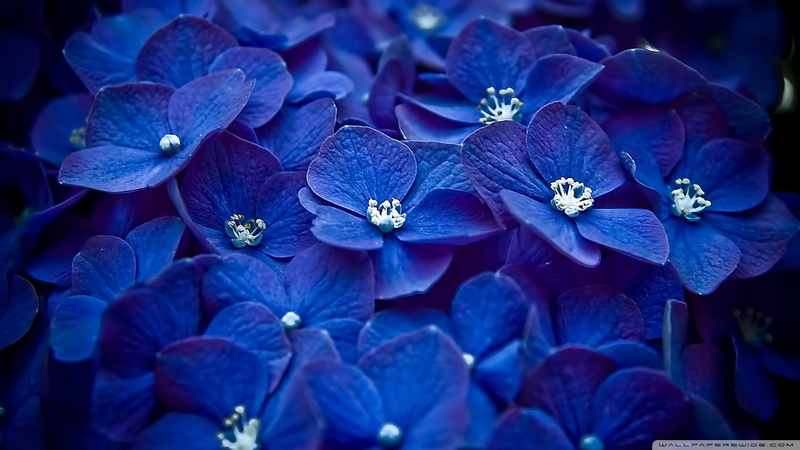 flowering plant, beauty in nature, 1080P, blue flowers, growth, macro, plant, flowers, inflorescence, flower head, hydrangea, fragility, purple, petal