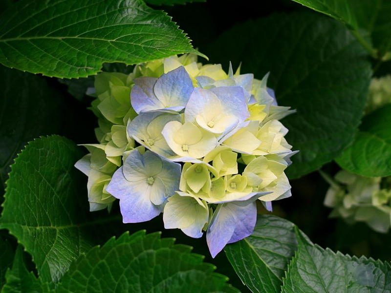 inflorescence, outdoors, focus on foreground, purple, beauty in nature, plants, flower, hydrangea, plant, flower head, pollen, petal, green color, day
