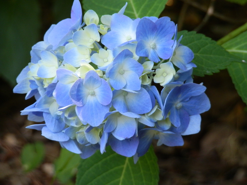 flowering plant, blue flowers, fragility, flower, inflorescence, flowers, plant, 4K, petal, plant part, blue, close-up, flower head, bunch of flowers