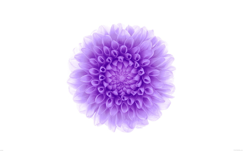 flowering plant, pink color, ios, no people, beauty in nature, studio shot, flower head, 2K, fragility, plant, inflorescence, plus, dahlia, white background