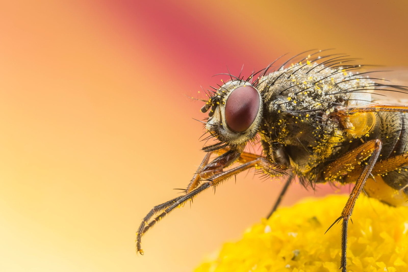 invertebrate, no people, pollen, animal wildlife, flowering plant, animal wing, animal, insect, animals in the wild, beauty in nature, focus on foreground