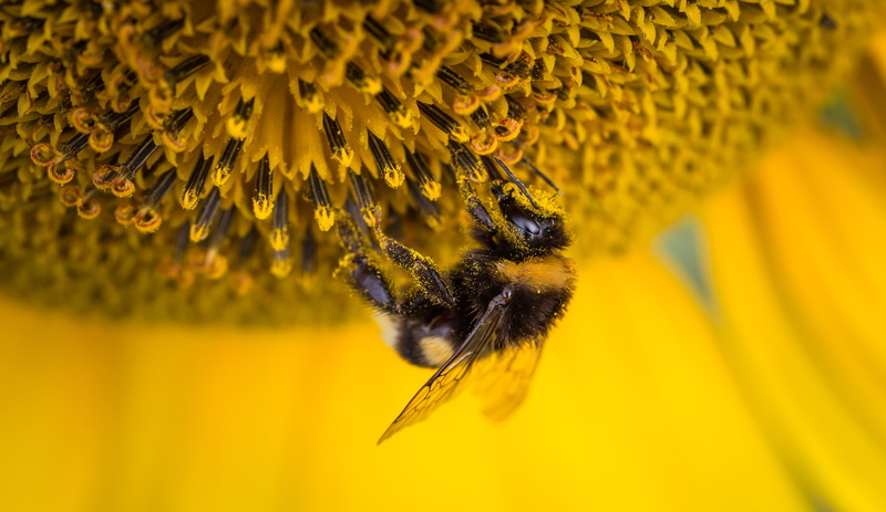 Sunflower, Bee Pollen, Bee, 4K, 4K