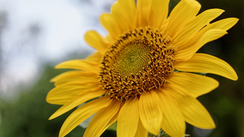 nature, sunflowers, 1080P, flowers, macro, pollen, plants