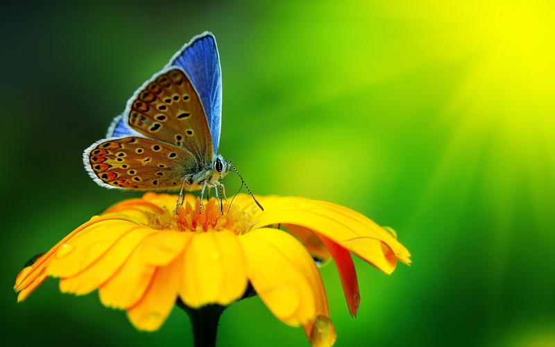 butterfly, flower, 2K, pollen