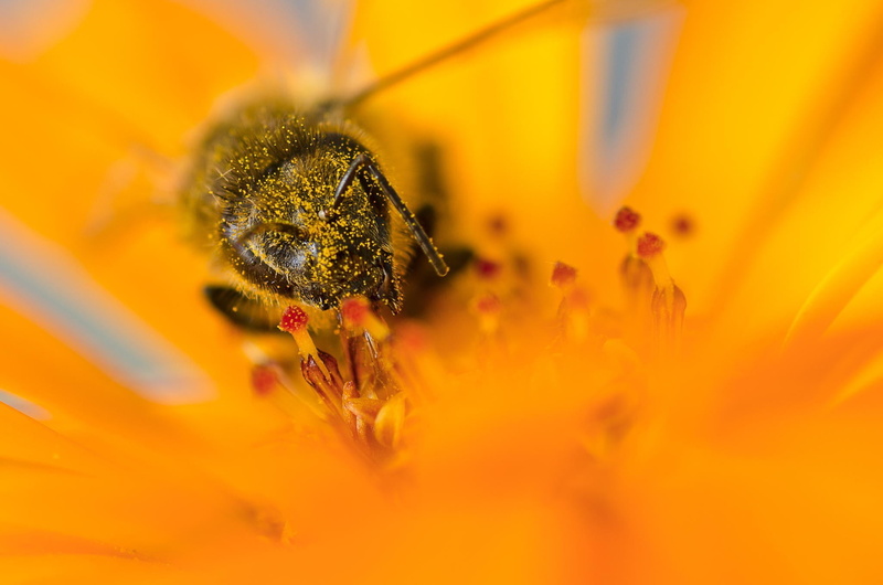 yellow flowers, flowering plant, pollen, animal themes, one animal, petal, flower, growth, invertebrate, plant, freshness, flowers, vulnerability, beauty in nature