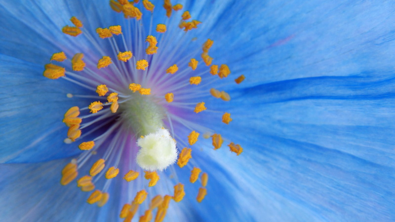 macro, hd, pollen, 1080P, flower, nature