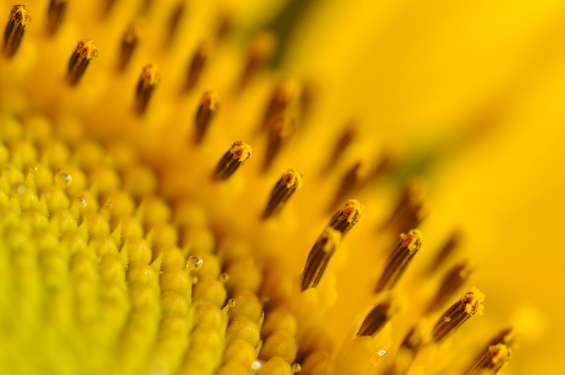 yellow, sunflowers, pollen, 4K, yellow flowers, macro, flowers