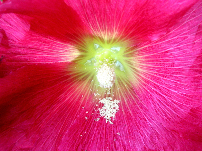 flower head, no people, pink hollyhock, growth, pink color, full frame, flowering plant, extreme close-up, close-up, springtime, macro, fragility, inflorescence