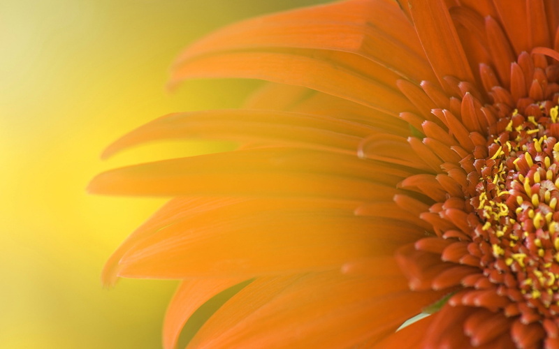 yellow flower, spring, fresh, yellow, 1080P, macro, pollen, flower