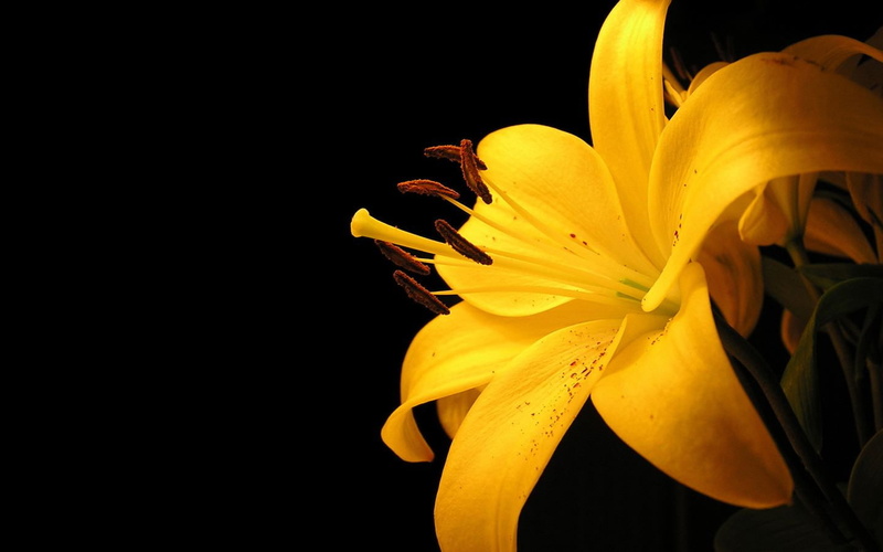 yellow, yellow flower, flower, pollen, fresh, 720P, nature, macro