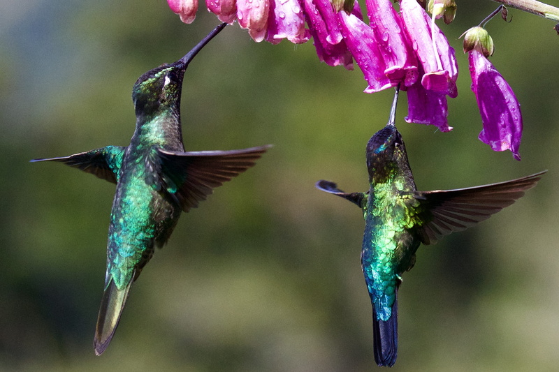 pollen, beauty in nature, motion, flower, animal wildlife, purple, hummingbirds, feathers, bird, day, no people, vertebrate, depth of field, outdoors, two